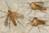 Neoempheria striata